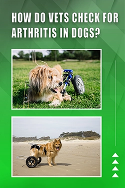 How Do Vets Check For Arthritis In Dogs