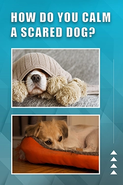 How Do You Calm A Scared Dog