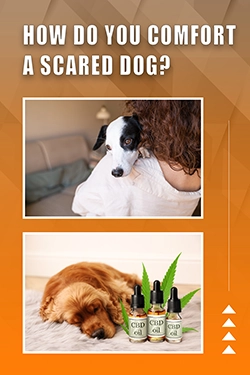 How Do You Comfort A Scared Dog