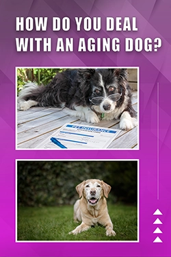 How Do You Deal With An Aging Dog