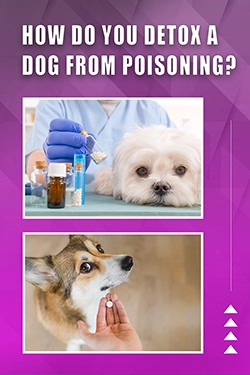 How Do You Detox A Dog From Poisoning