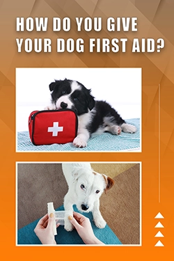 How Do You Give Your Dog First Aid