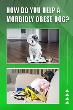 How Do You Help A Morbidly Obese Dog