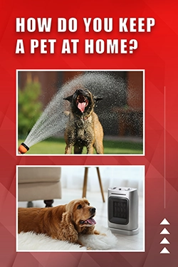 How Do You Keep A Pet At Home