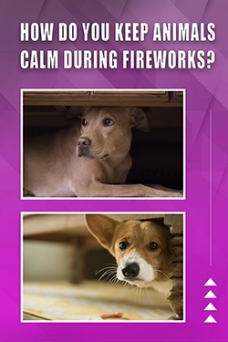 How Do You Keep Animals Calm During Fireworks