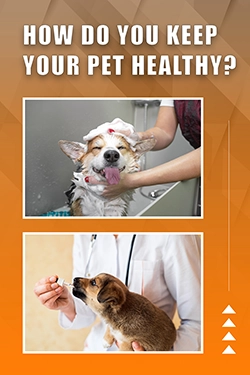How Do You Keep Your Pet Healthy