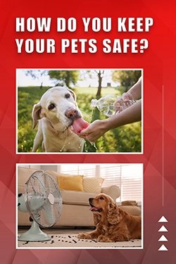 How Do You Keep Your Pets Safe