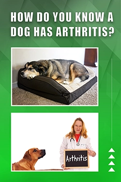 How Do You Know A Dog Has Arthritis