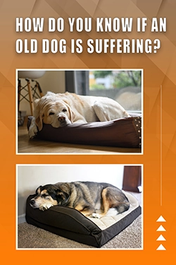 How Do You Know If An Old Dog Is Suffering