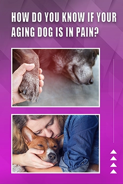 How Do You Know If Your Aging Dog Is In Pain