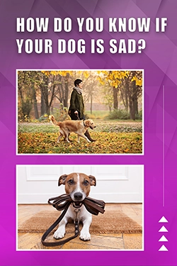 How Do You Know If Your Dog Is Sad