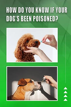 How Do You Know If Your Dog's Been Poisoned