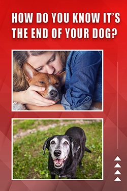 How Do You Know It's The End Of Your Dog