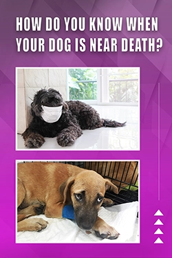 How Do You Know When Your Dog Is Near Death