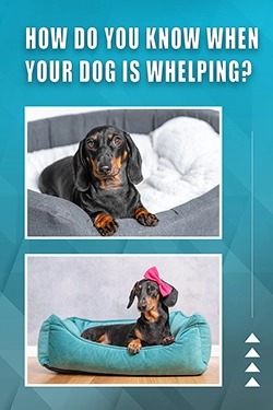 How Do You Know When Your Dog Is Whelping