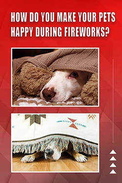 How Do You Make Your Pets Happy During Fireworks