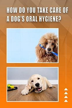 How Do You Take Care Of A Dog's Oral Hygiene