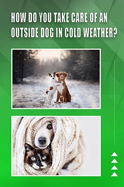 How Do You Take Care Of An Outside Dog In Cold Weather
