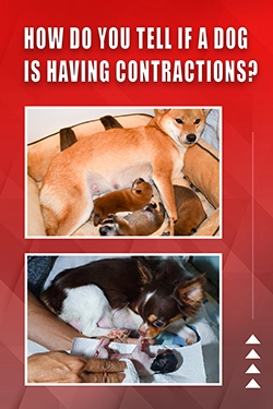 How Do You Tell If A Dog Is Having Contractions