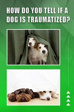 How Do You Tell If A Dog Is Traumatized
