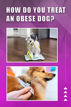 How Do You Treat An Obese Dog