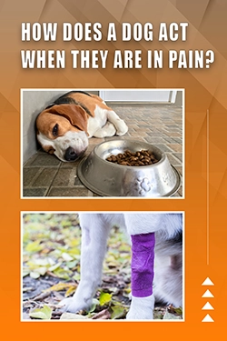 How Does A Dog Act When They Are In Pain