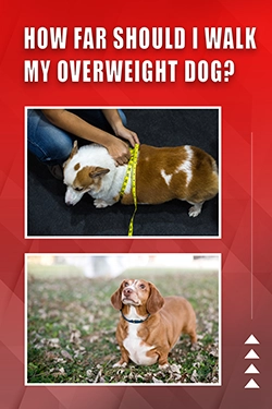How Far Should I Walk My Overweight Dog