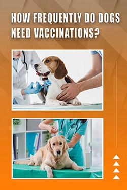 How Frequently Do Dogs Need Vaccinations