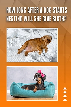 How Long After A Dog Starts Nesting Will She Give Birth