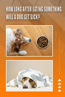 How Long After Eating Something Will A Dog Get Sick