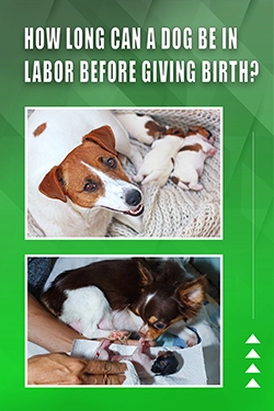 How Long Can A Dog Be In Labor Before Giving Birth