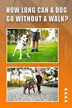 How Long Can A Dog Go Without A Walk
