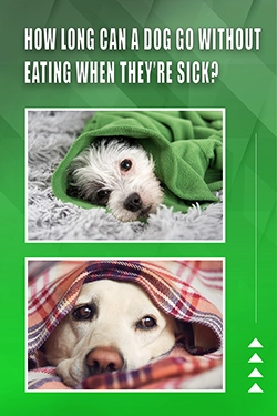 How Long Can A Dog Go Without Eating When They're Sick