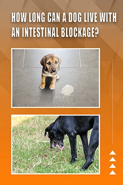 How Long Can A Dog Live With An Intestinal Blockage
