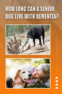 How Long Can A Senior Dog Live With Dementia