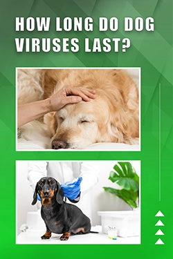 How Long Do Dog Viruses Last