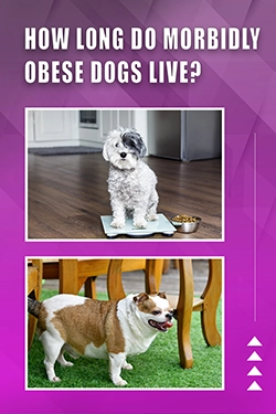 How Long Do Morbidly Obese Dogs Live