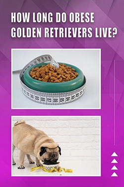 How Long Do Obese Golden Retrievers Live