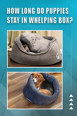 How Long Do Puppies Stay In Whelping Box