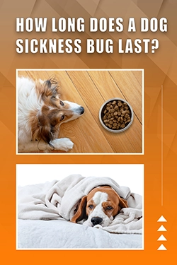 How Long Does A Dog Sickness Bug Last