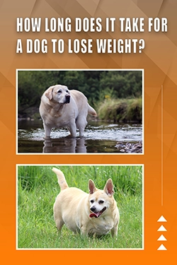 How Long Does It Take For A Dog To Lose Weight