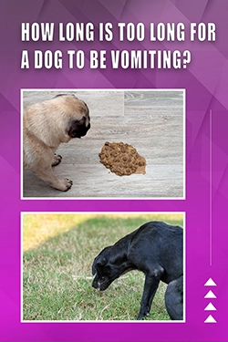 How Long Is Too Long For A Dog To Be Vomiting