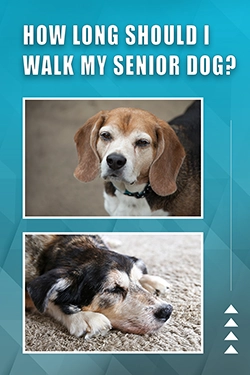 How Long Should I Walk My Senior Dog