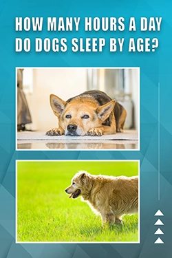 How Many Hours A Day Do Dogs Sleep By Age