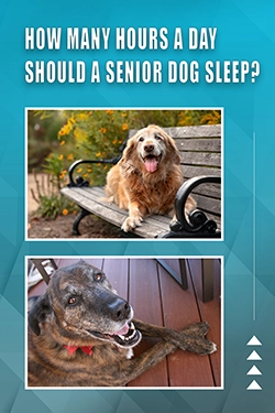 How Many Hours A Day Should A Senior Dog Sleep