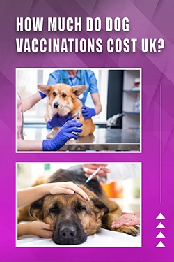 How Much Do Dog Vaccinations Cost UK