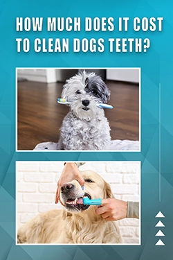 How Much Does It Cost To Clean Dogs Teeth