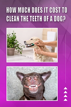 How Much Does It Cost To Clean The Teeth Of A Dog