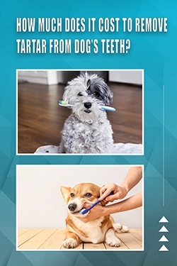 How Much Does It Cost To Remove Tartar From Dog's Teeth