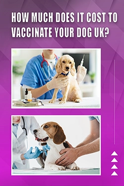 How Much Does It Cost To Vaccinate Your Dog UK